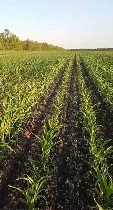 Вопросы из чатов: можно ли провести подкормку?