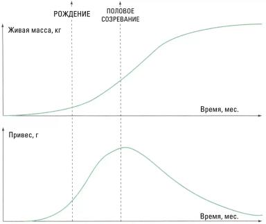 Дюдэ – Овцеводство. Гл. 11. Ч. 1. Биологические аспекты производства баранины