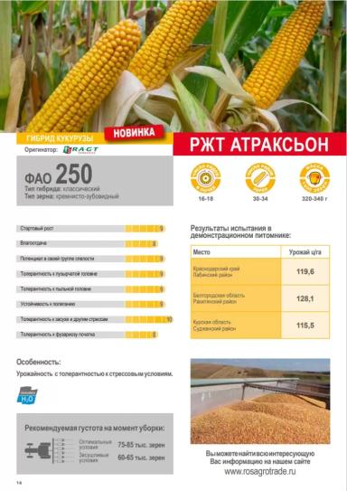 РЖТ Аттраксьон гибрид кукурузы