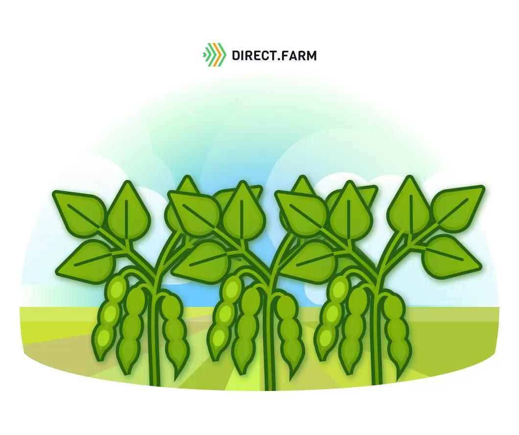 Можно ли возделывать сою в Тульской области?