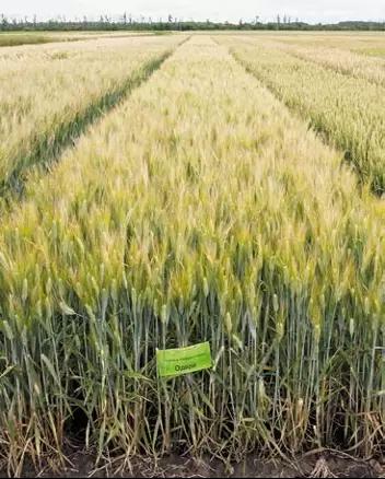 Одари сорт твердой озимой пшеницы