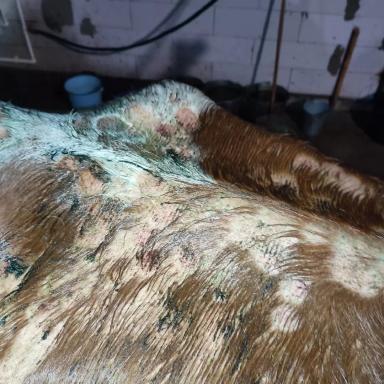 Вопросы из чатов: от чего у коров поражения кожи?