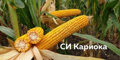 Правильный гибрид кукурузы — больший потенциал урожайности