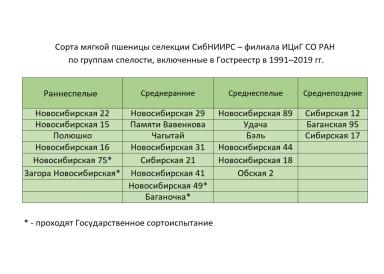 Сибирские селекционеры вывели новые сорта яровой пшеницы