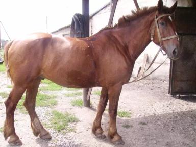 Кузнецкая порода лошадей