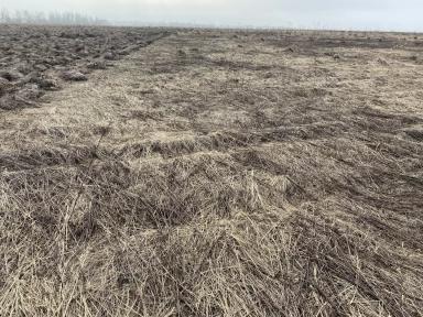 Как убрать золотарник?