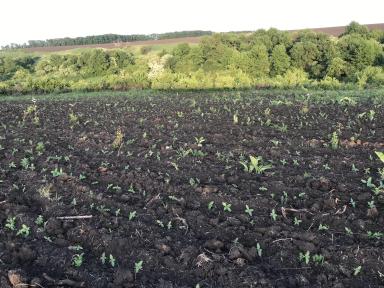 Нужна помощь специалиста: По подсолнечнику.