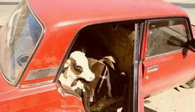 Изъятие скота: защита от эпидемий или удар по хозяйству?