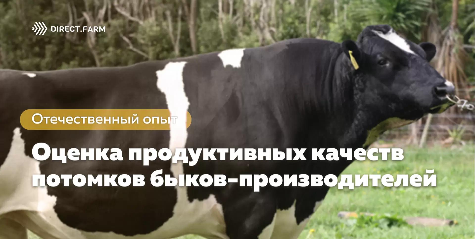 Продуктивные качества потомков быков-производителей разных линий