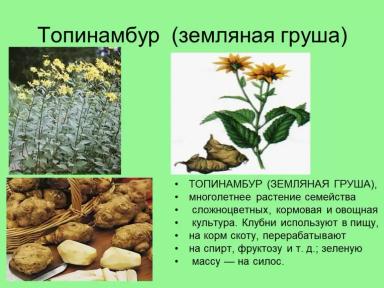 Топинамбур — ценная сельскохозяйственная культура многостороннего назначения