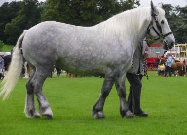Першерон – порода лошадей 