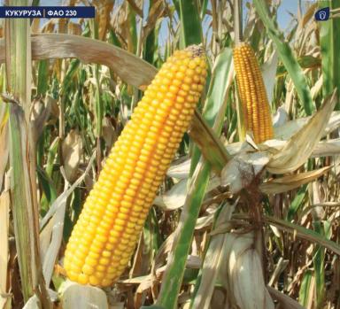 МАС 20.А - гибрид кукурузы ( Zea mays L.).
