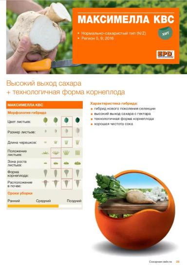 Максимелла КВС (MAXIMELLA KWS) гибрид сахарной свеклы