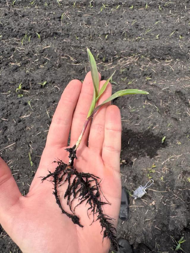 Обработка кукурузы стимулятором роста