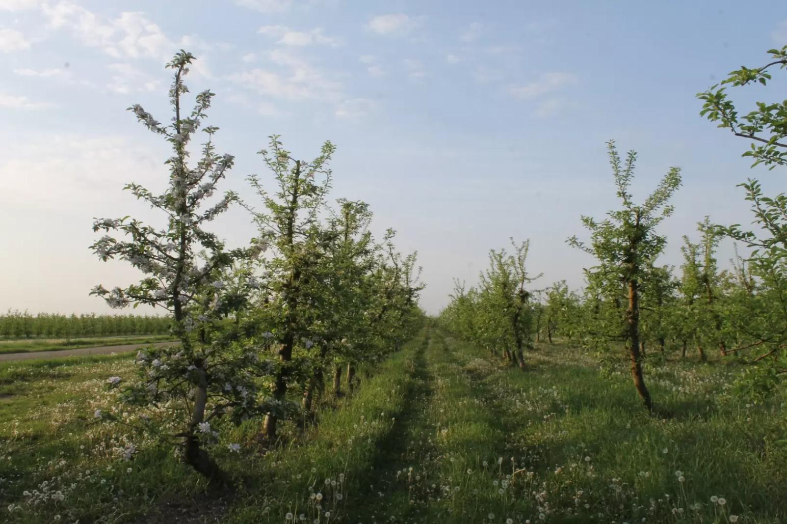 Здоровье почв сада: 25 параметров для оценки статуса