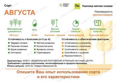 Августа сорт мягкой озимой пшеницы