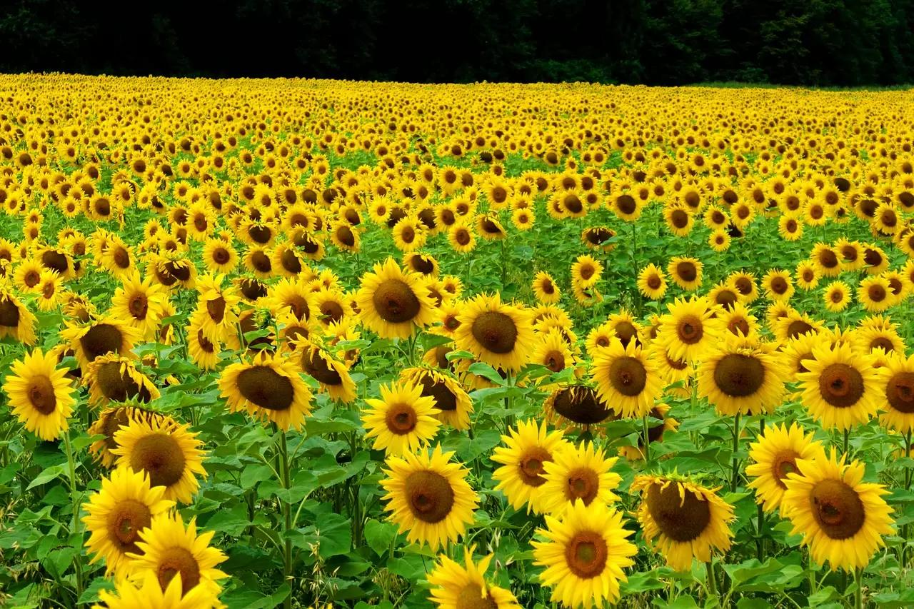 ИКАР: Россия в 2022 году может обновить рекорд по сбору масличных