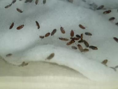 Цвет настроения "рыжий"