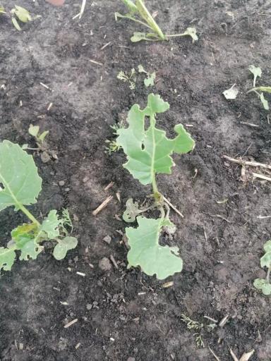 Агромониторинг