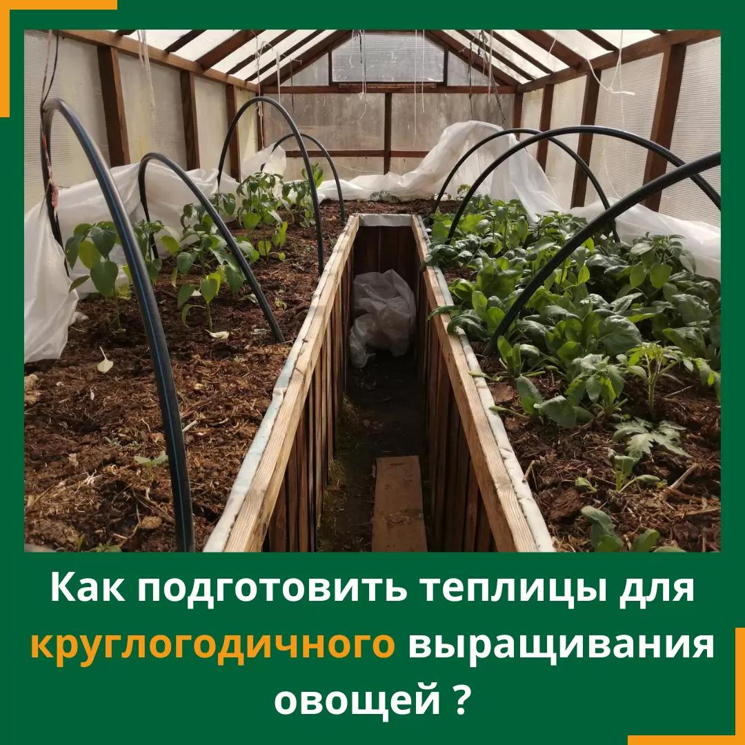 🌿 Как подготовить теплицы для круглогодичного выращивания овощей в сентябре?