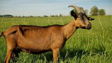 Немецкая пестрая