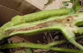 Бактериальный рак томата