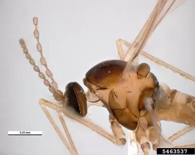 Гессенская муха