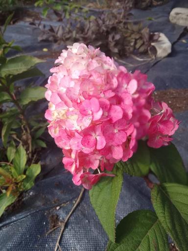 Наш питомник растений занимается выращиванием саженцев плодовых и декор растений