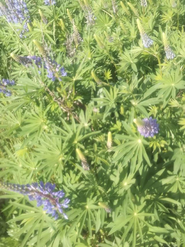 Люпин в кормление крс