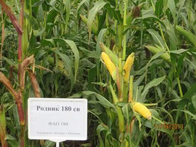 Родник 180 СВ - гибрид кукурузы ( Zea mays L.).