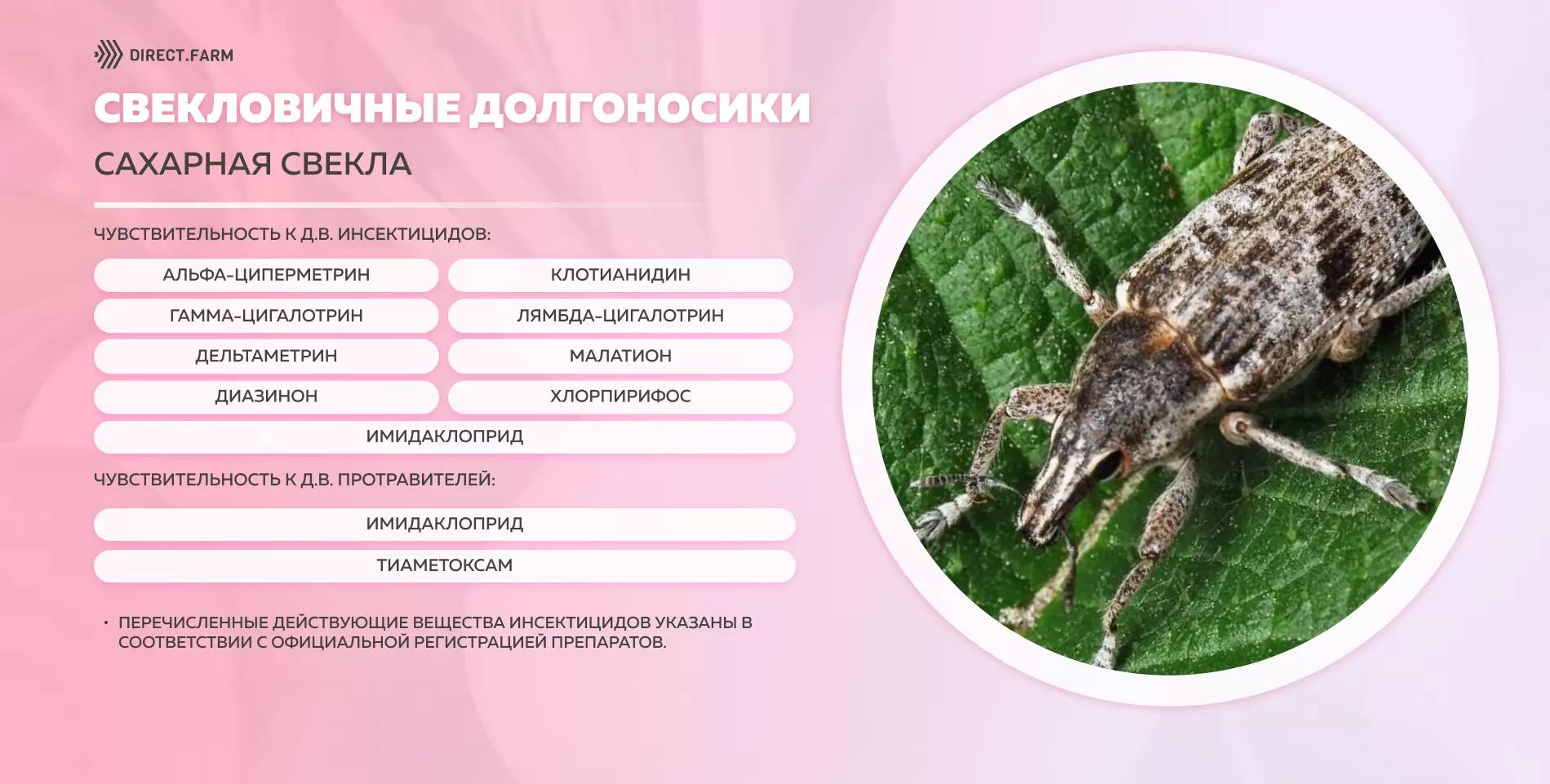 Шпаргалка д.в. против свекловичных долгоносиков