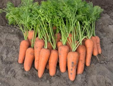 Кантон F1 (CANTON)