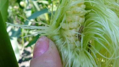 Агромониторинг 