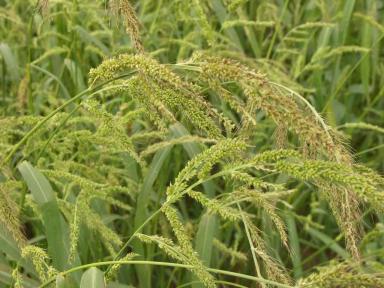 Просо куриное / Ежовник обыкновенный