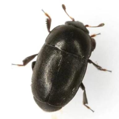 Рапсовый цветоед