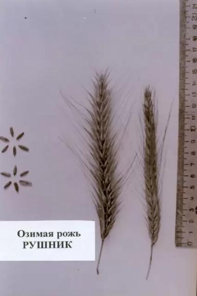 Рушник