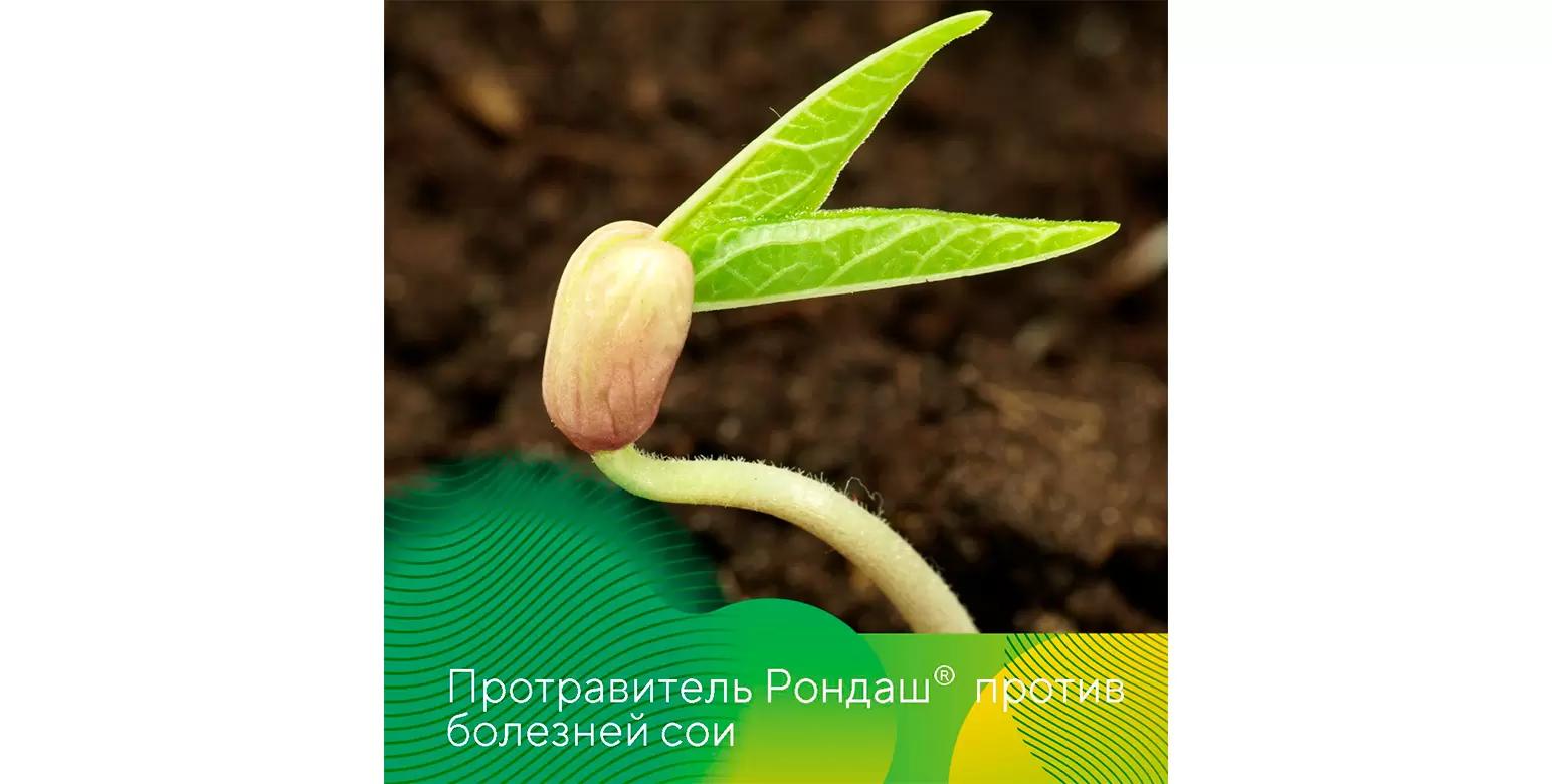 Фунгицидный протравитель Рондаш®: защита сои