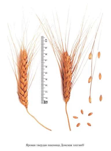 Донская элегия