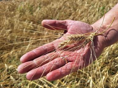 Пшеница завершила дистанцию на орошении и богаре на Агрополигоне "Приволжье"