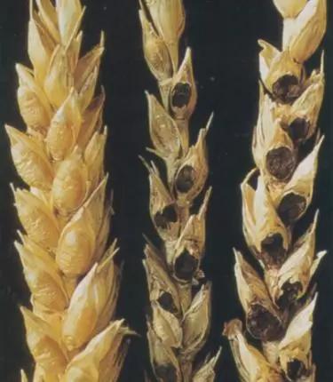 Угроза: Инфекции колоса