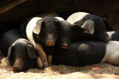 Ангельнская (англерская) порода свиней