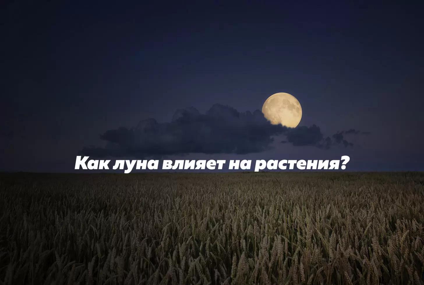 Стоит ли верить лунному календарю?