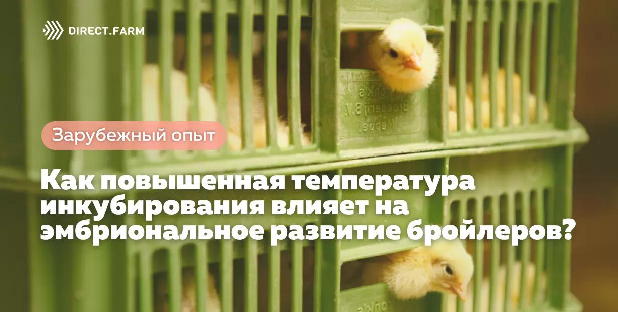 Как высокая температура инкубации влияет на эмбрионов бройлеров