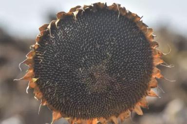 П 62 ЛЕ 122 - гибрид подсолнечника Пионер