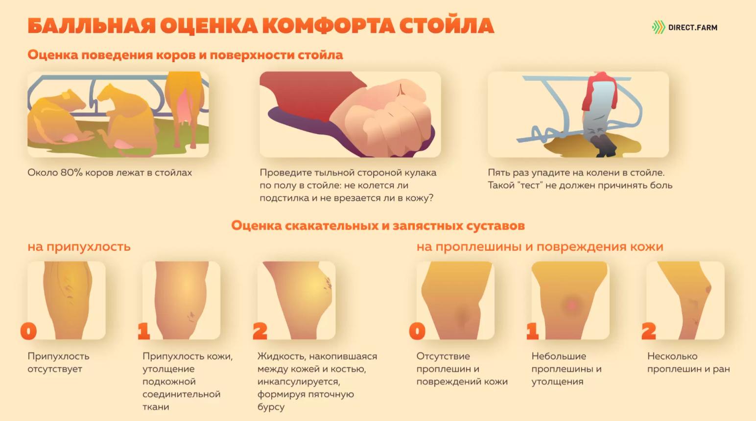 Балльная оценка комфорта стойла 