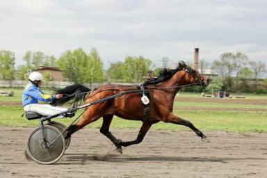 Французская рысистая 