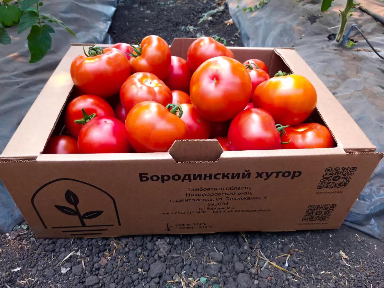 Начинаем сезон помидоров