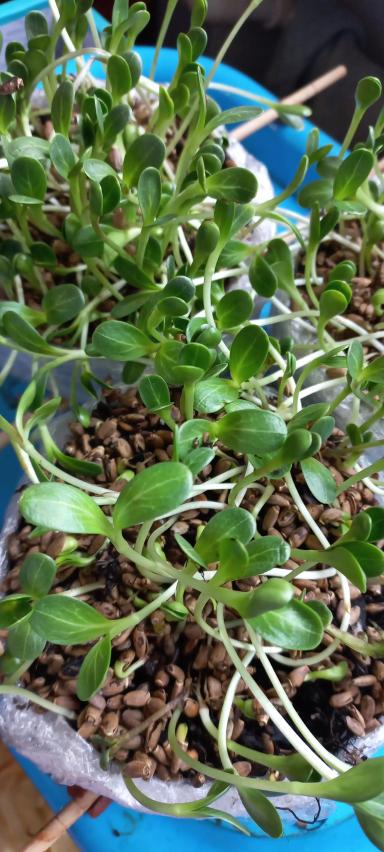 В этот раз не о рыбе. Но и не без даров морских, никак не обойтись.