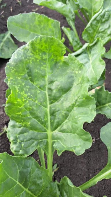 Подскажите,пожалуйста,что с сахарной свёклой?