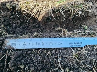 Хлебная жужелица, кто как борется?